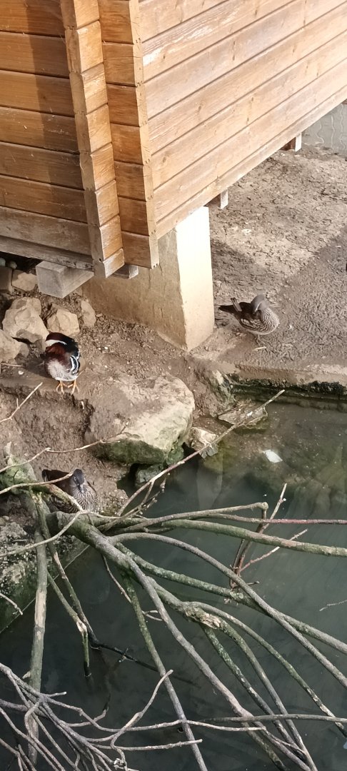 Mandarin Ducks