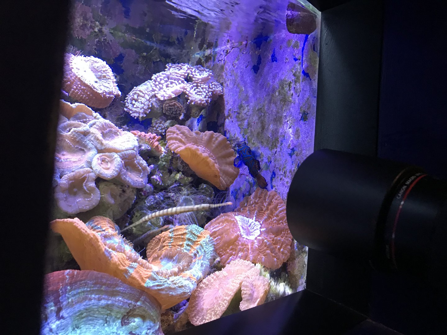 Mandarin fish and Manybanded Pipefish