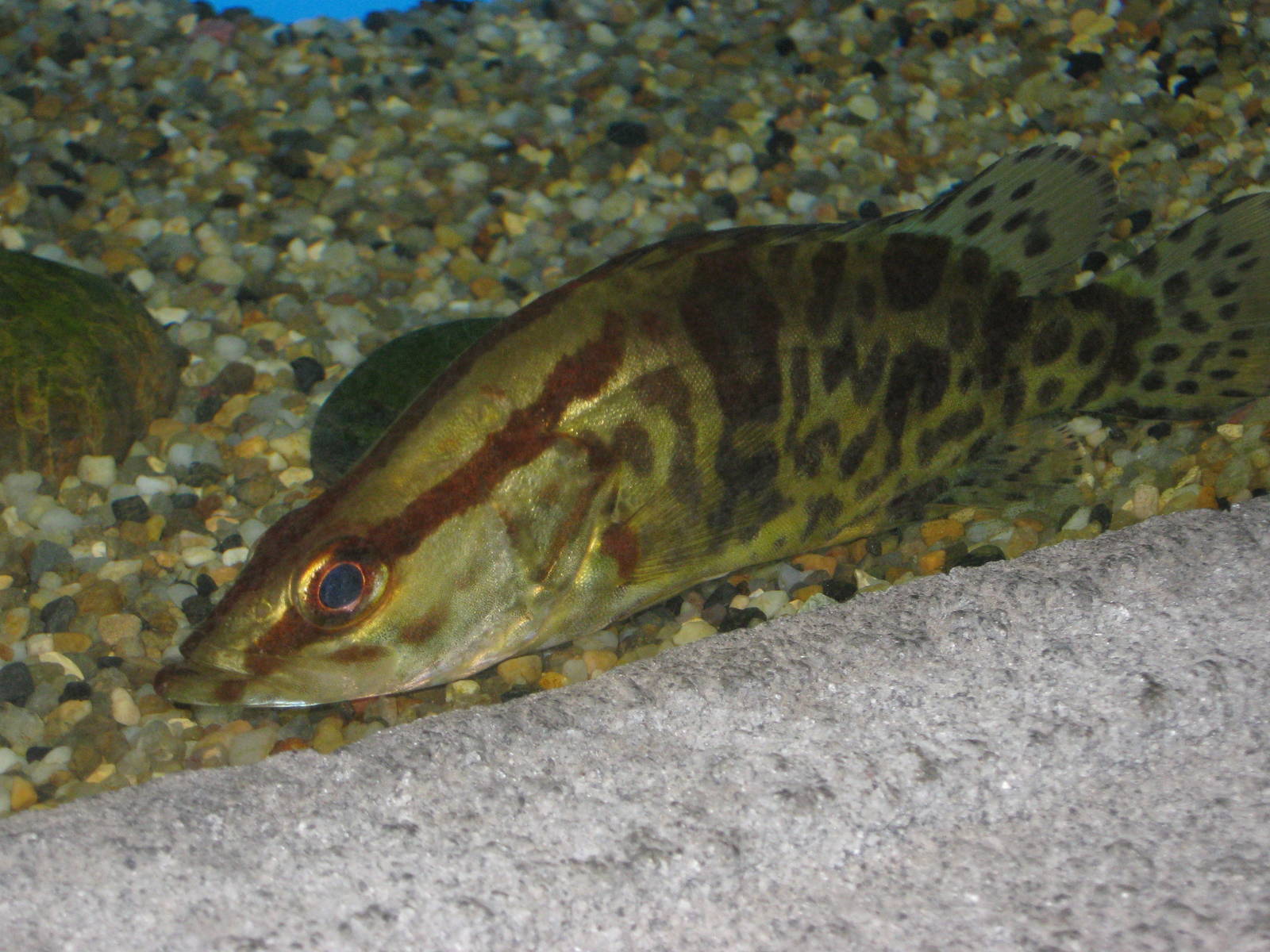 mandarin fish (Siniperca chuatsi)