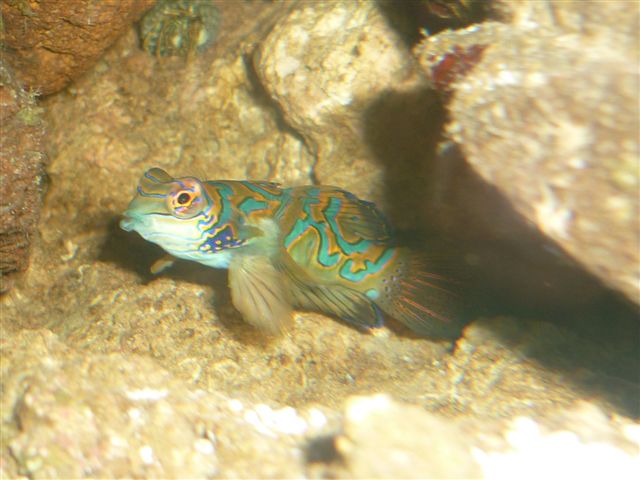 Mandarin Fish