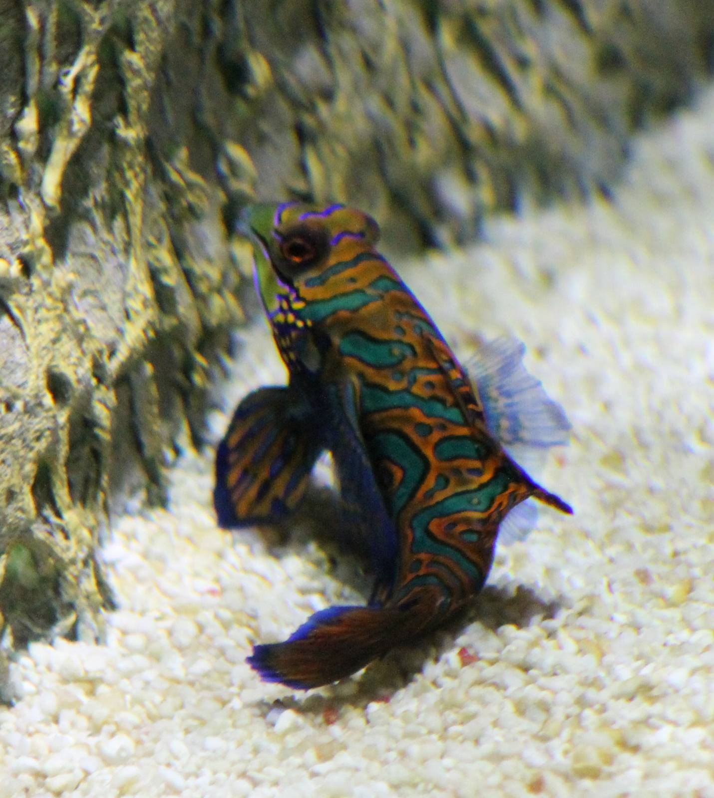 Mandarin fish
