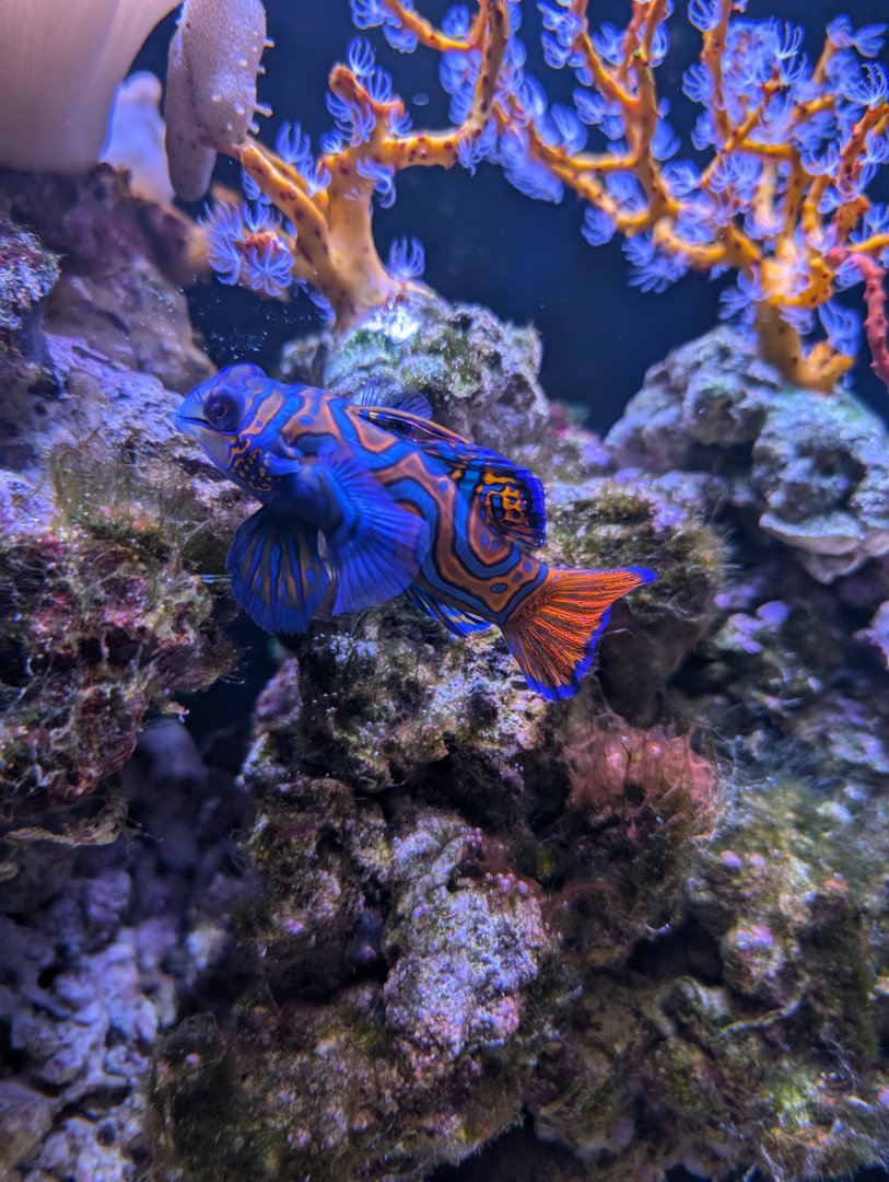 Mandarin Fish