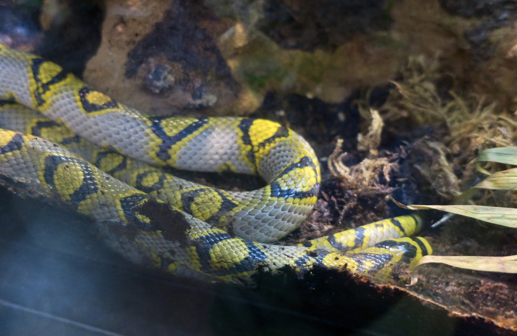 Mandarin Rat Snake (Euprepiophis mandarinus)