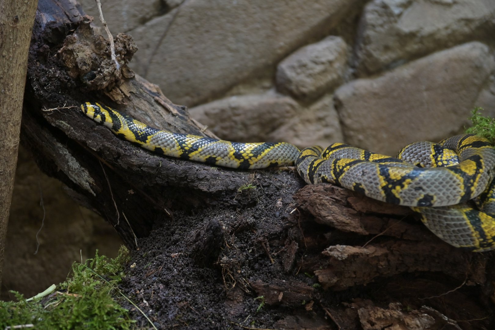 Mandarin rat snake (Euprepiophis mandarinus)