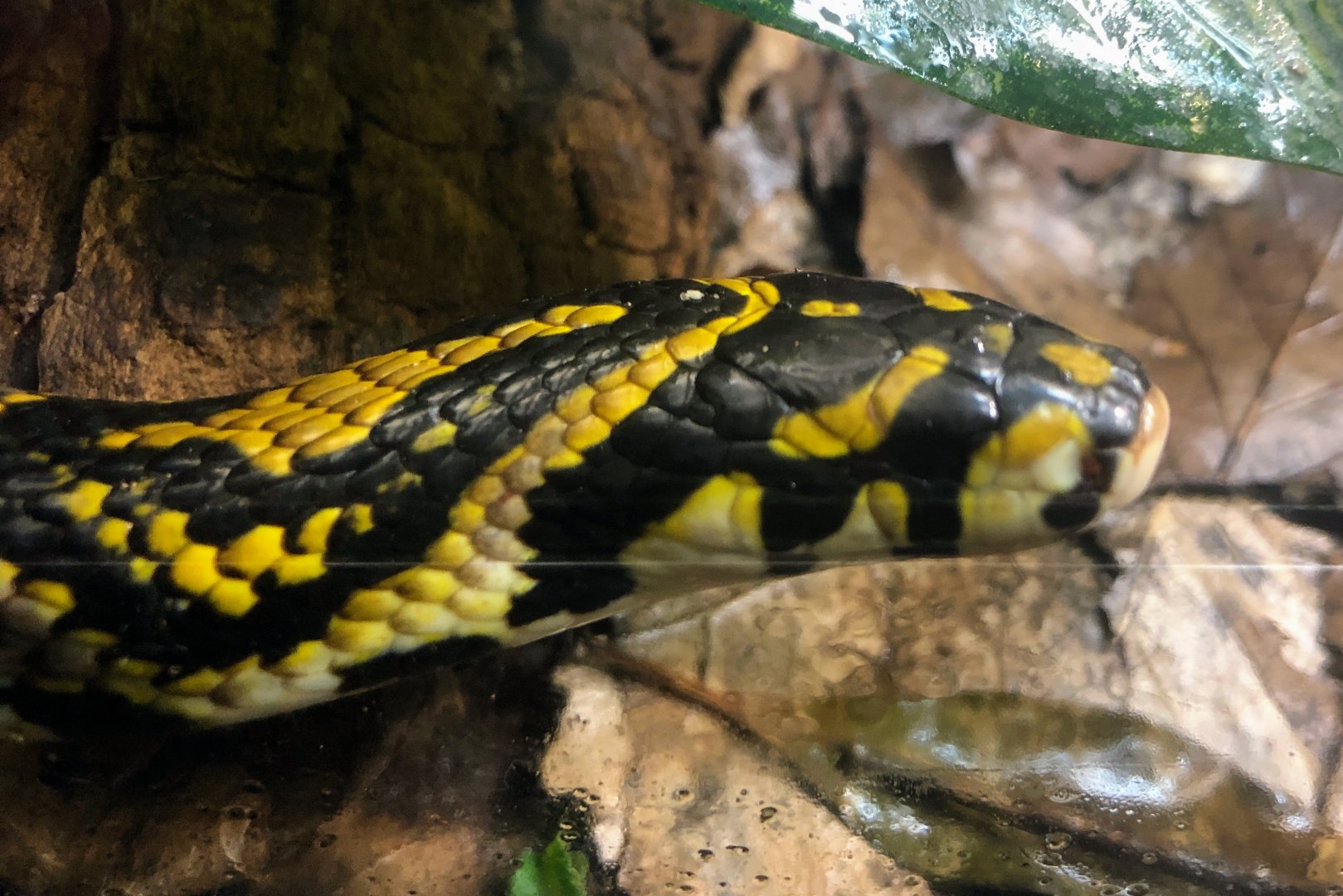 Mandarin Rat Snake