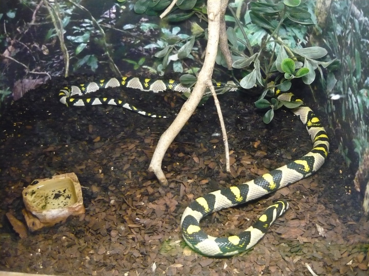 Mandarin ratsnake (Euprepiophis mandarinus)