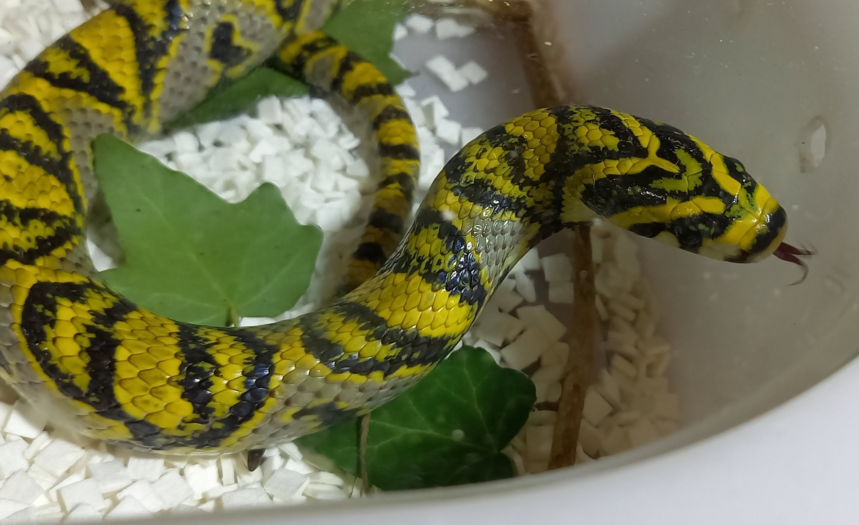 Mandarin ratsnake - Euprepiophis mandarinus