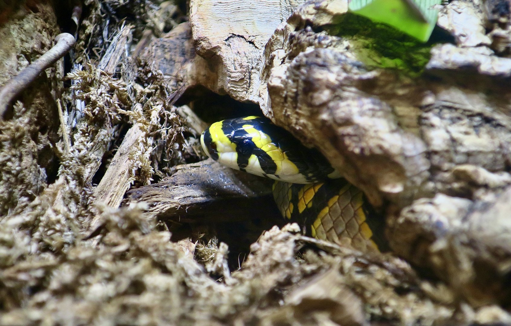 Mandarin Ratsnake (Euprepiophis mandarinus)