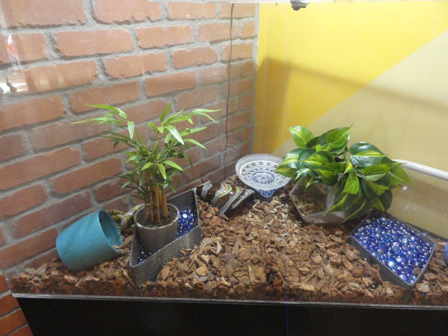 Mandarin Ratsnake Exhibit