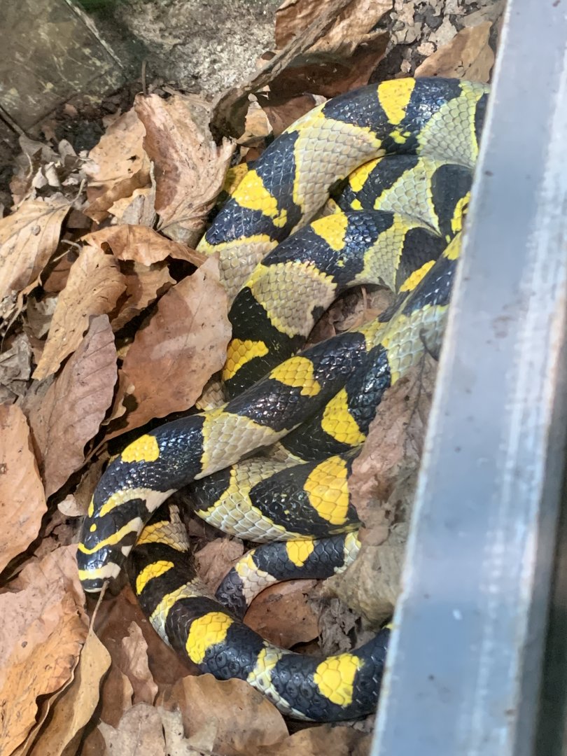 Mandarin ratsnake