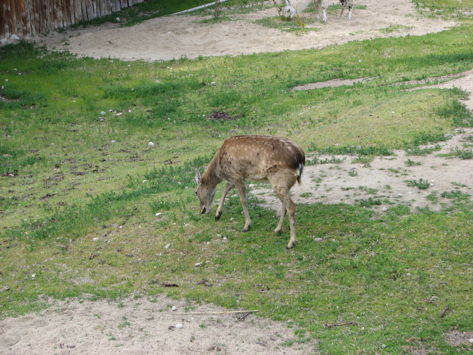 Mandarin Sika Deer