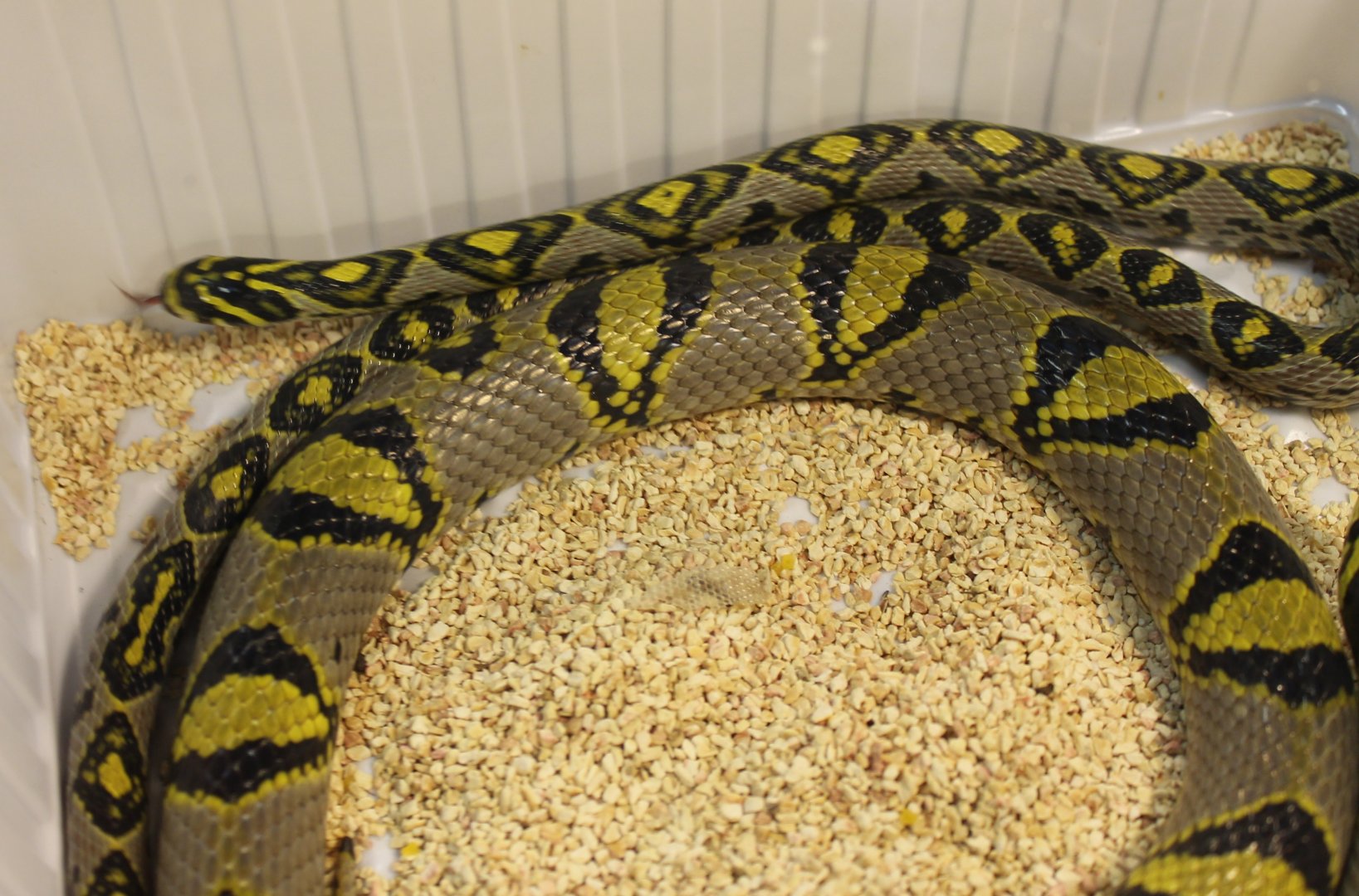 Mandarin snake - Eurprepiophis mandarinus