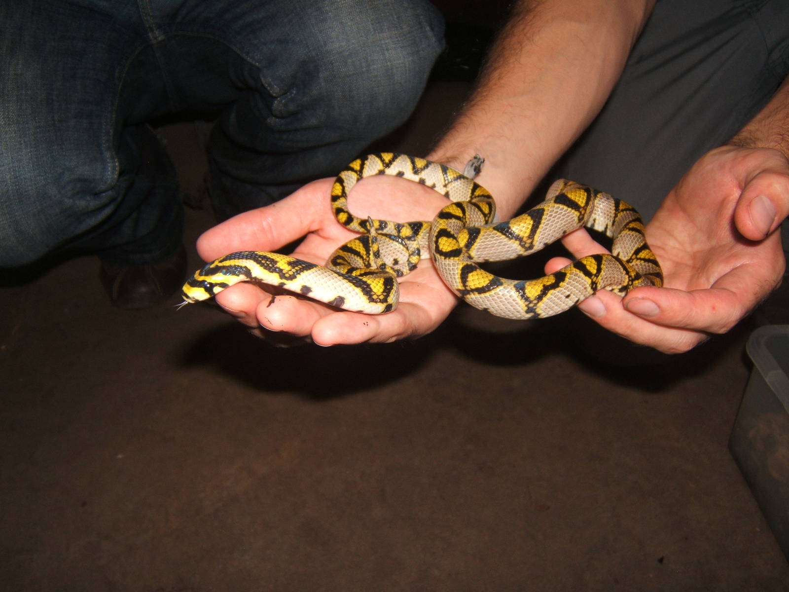 Mandarin Snake