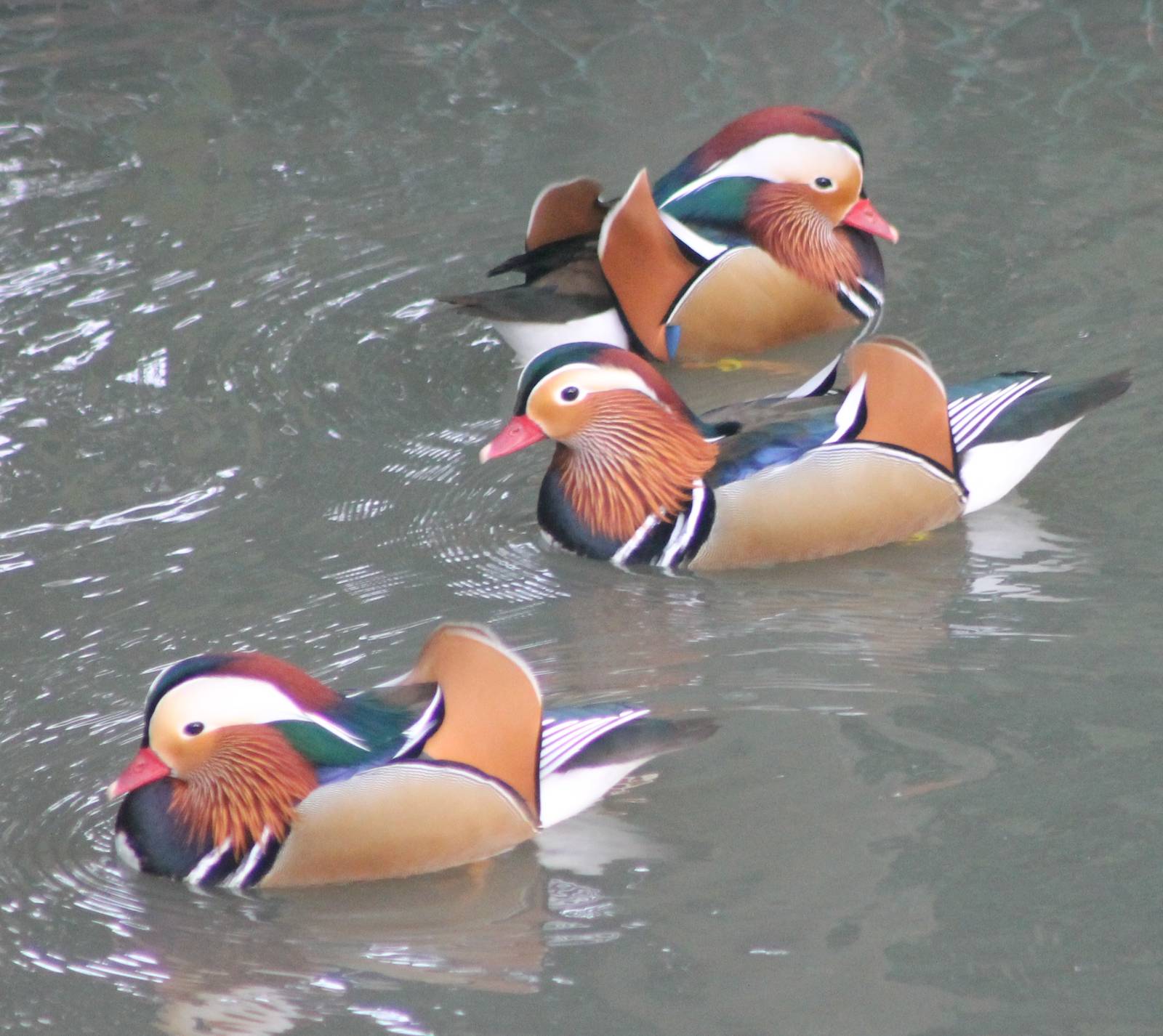 Mandarine ducks
