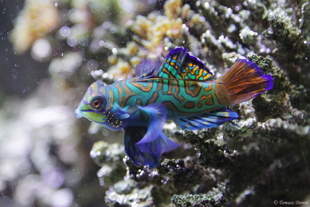 Mandarinfisch (Synchiropus splendidus)