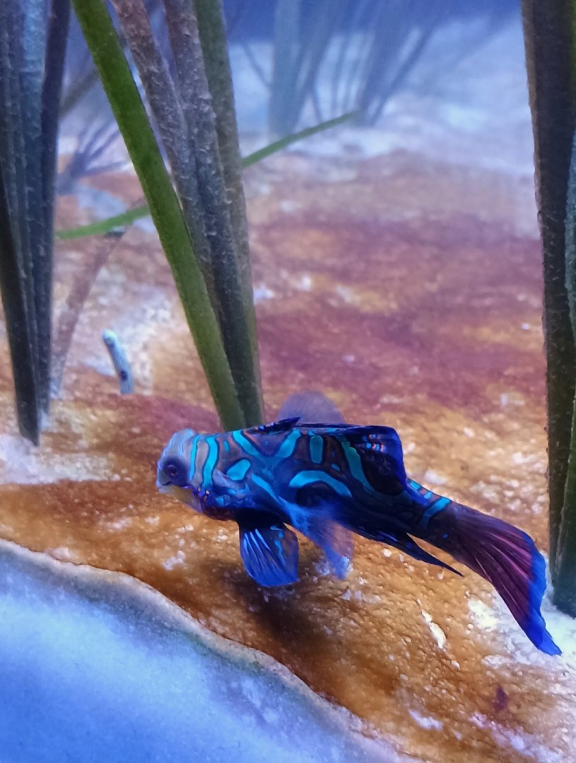 Mandarinfish and Spotted Garden Eel (6/21/25)