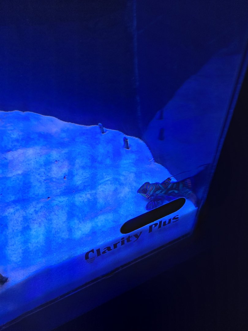 Mandarinfish/Spotted Garden Eels (4/19/25)