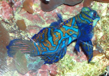 Mandarinfish (Synchiropus splendidus)