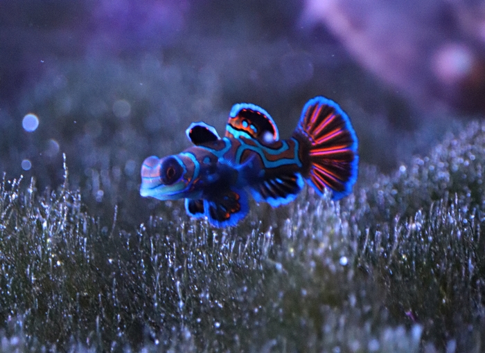 Mandarinfish (Synchiropus splendidus)