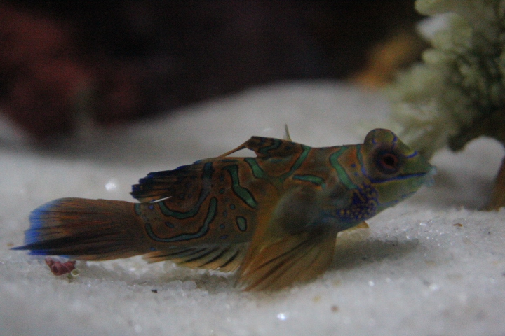 Mandarinfish (Synchiropus splendidus)