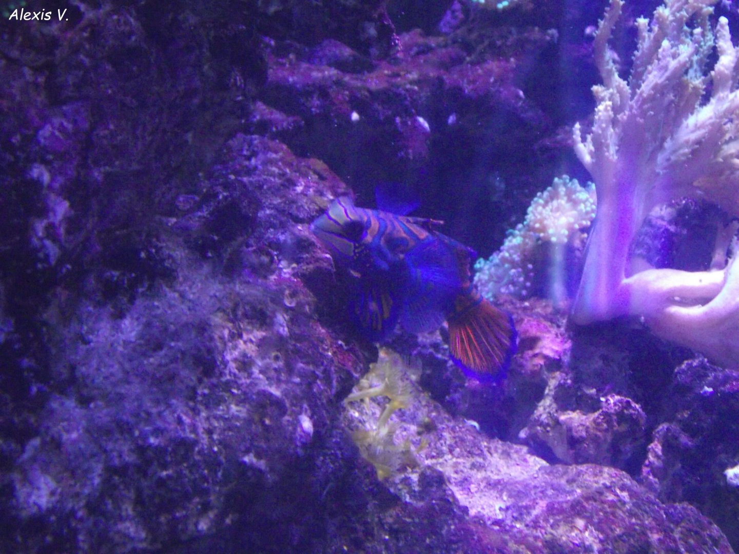 Mandarinfish - Zooparc de Beauval - 11/2021