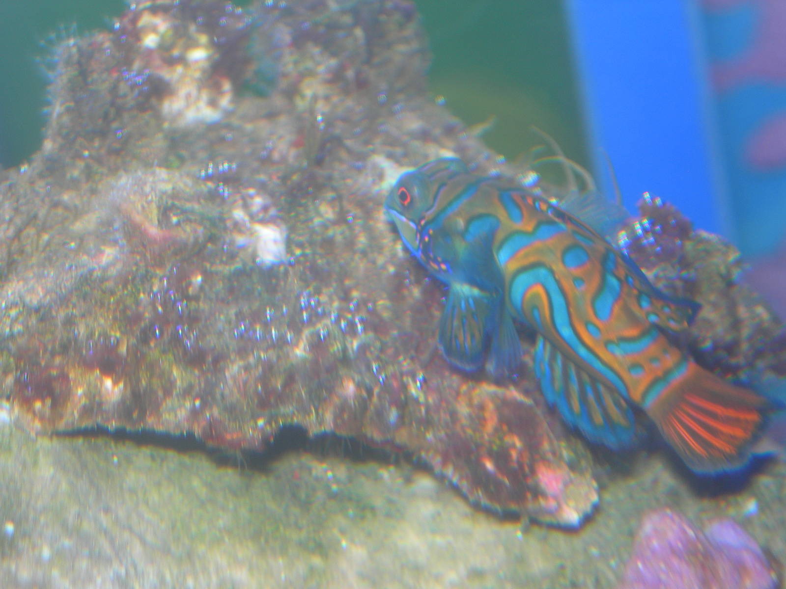 Mandarinfish