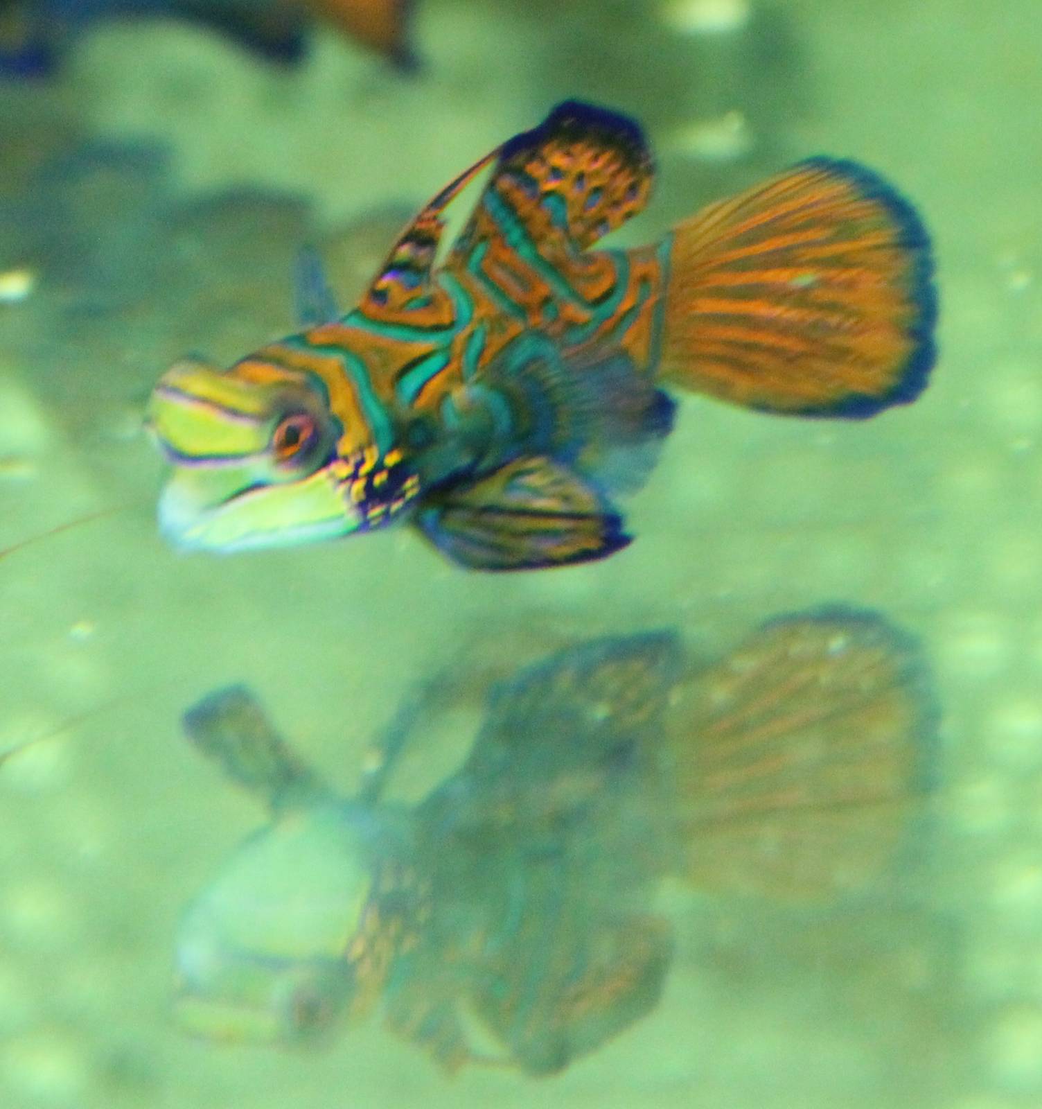 Mandarinfish