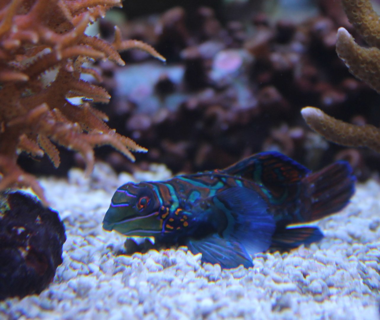 Mandarinfish