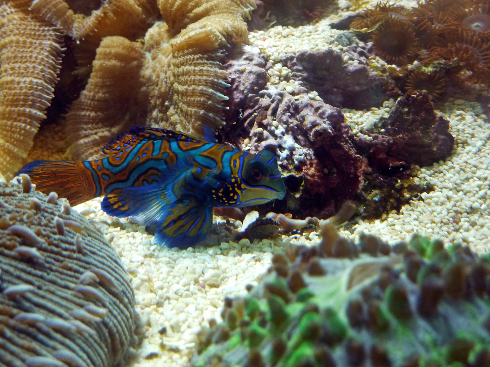 Mandarinfish