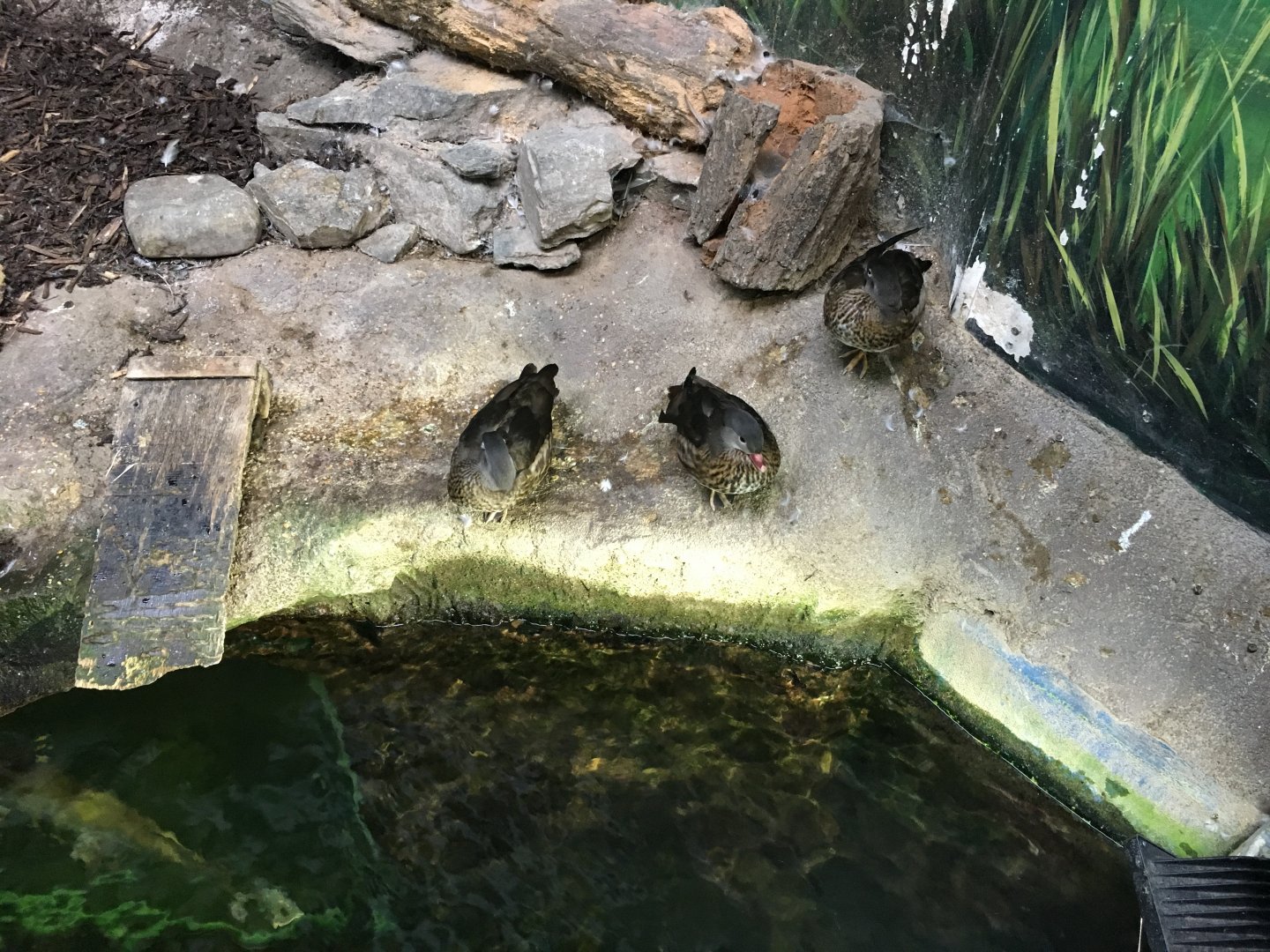 Mandarins above underwater tunnel 030817