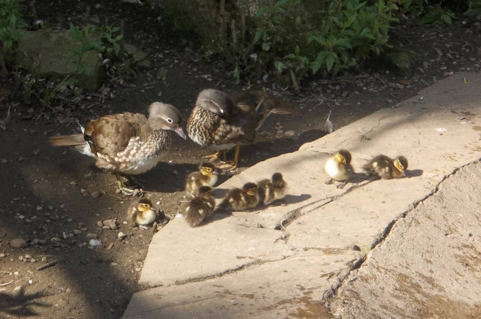 Mandarins with ducklings, 1st July 2016