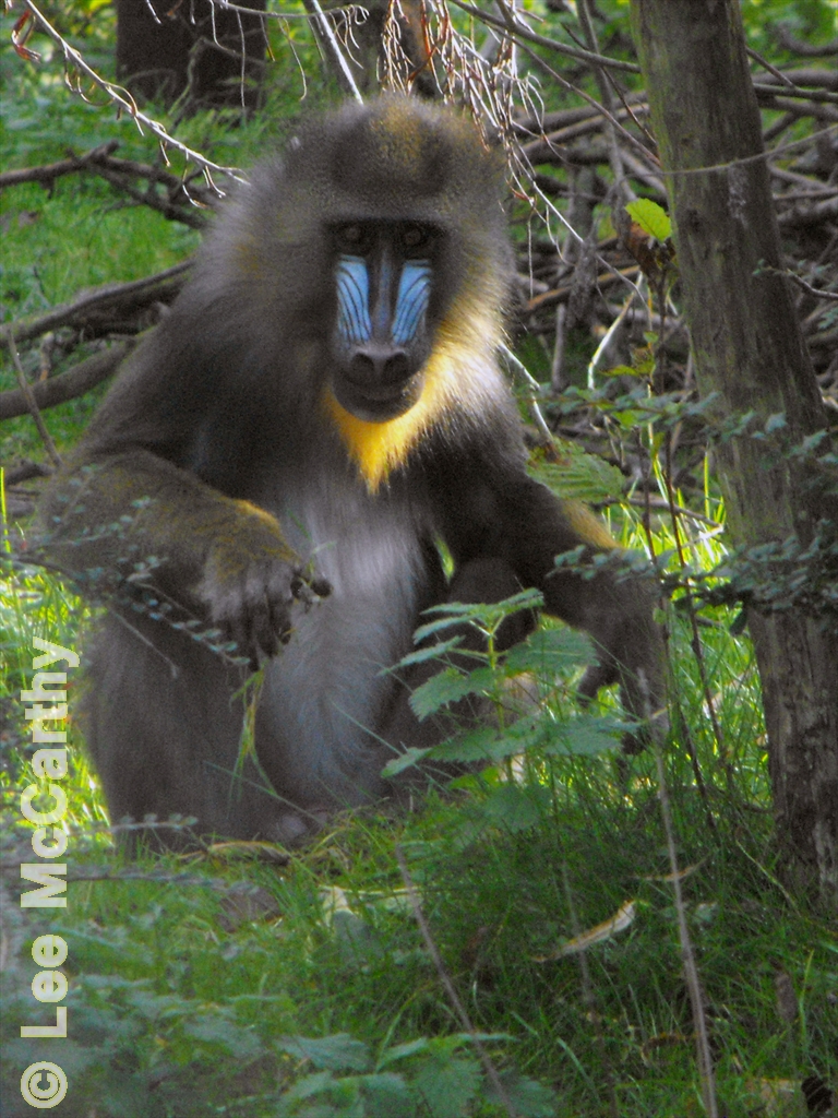 Mandril Chester Zoo November 2010