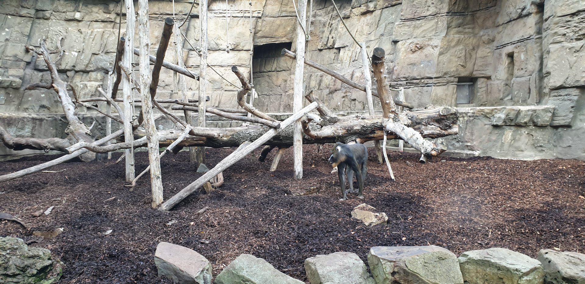 Mandril enclosure - outdoors