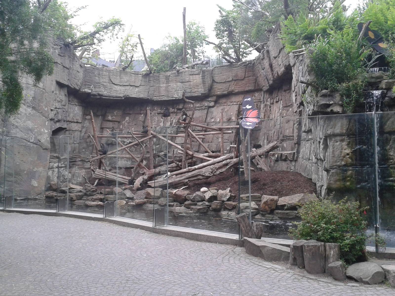 Mandril outside enclosure