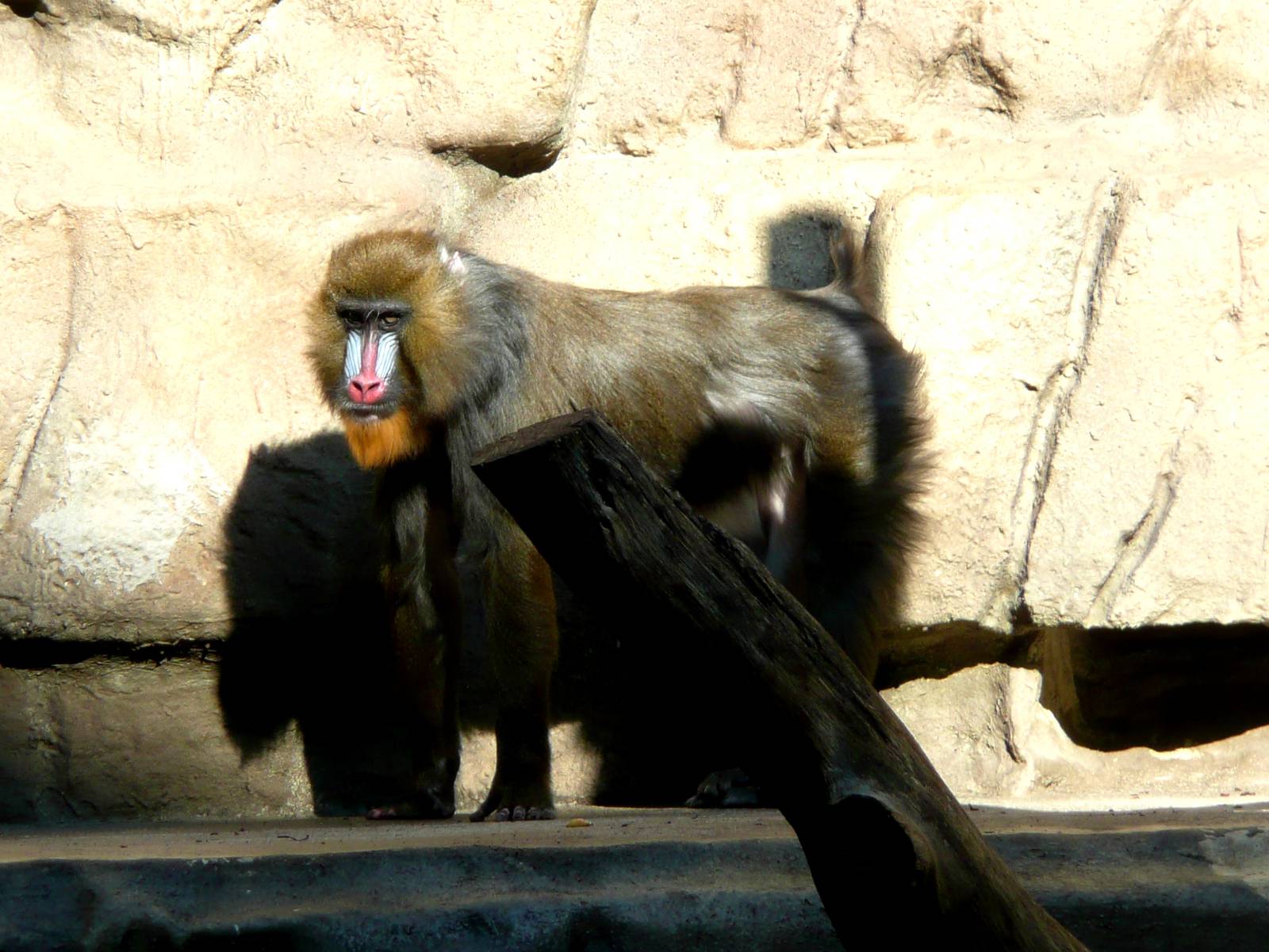 Mandril
