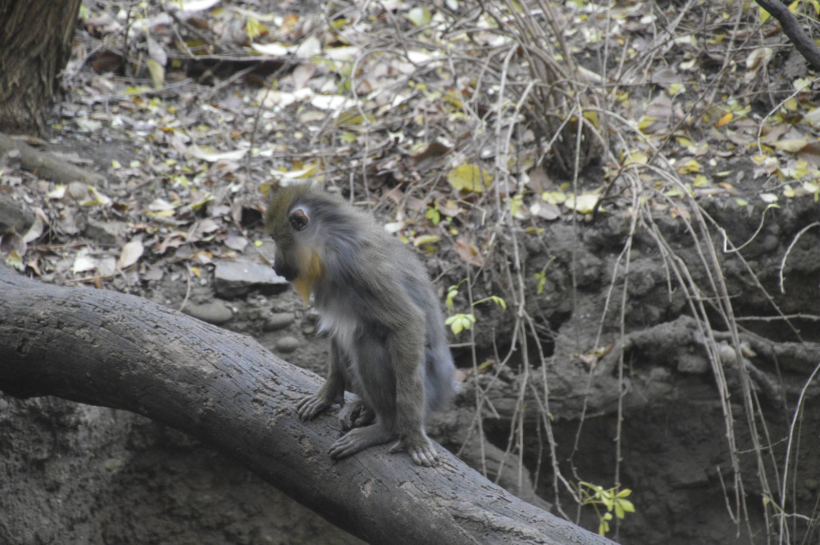 Mandrill 031215