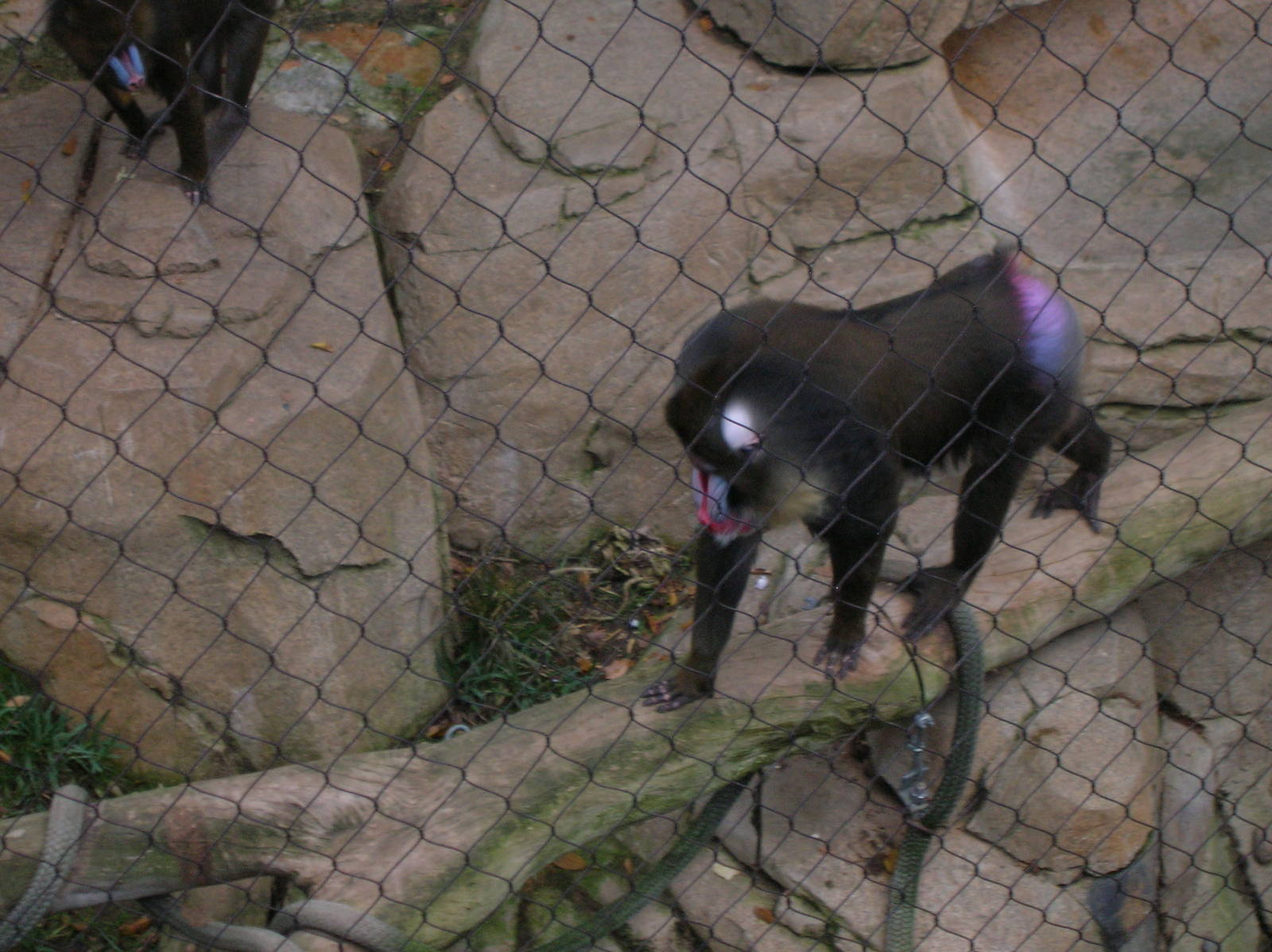 Mandrill 1-21-09
