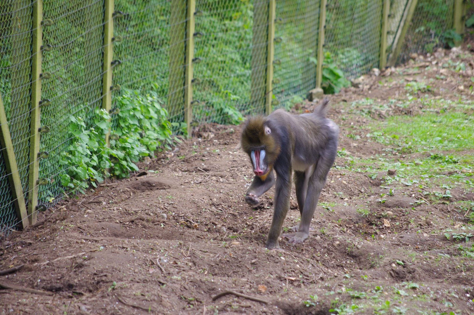 Mandrill- 11/4/2024