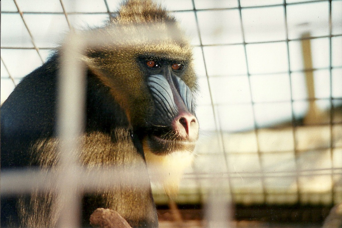 Mandrill 14th February 1996