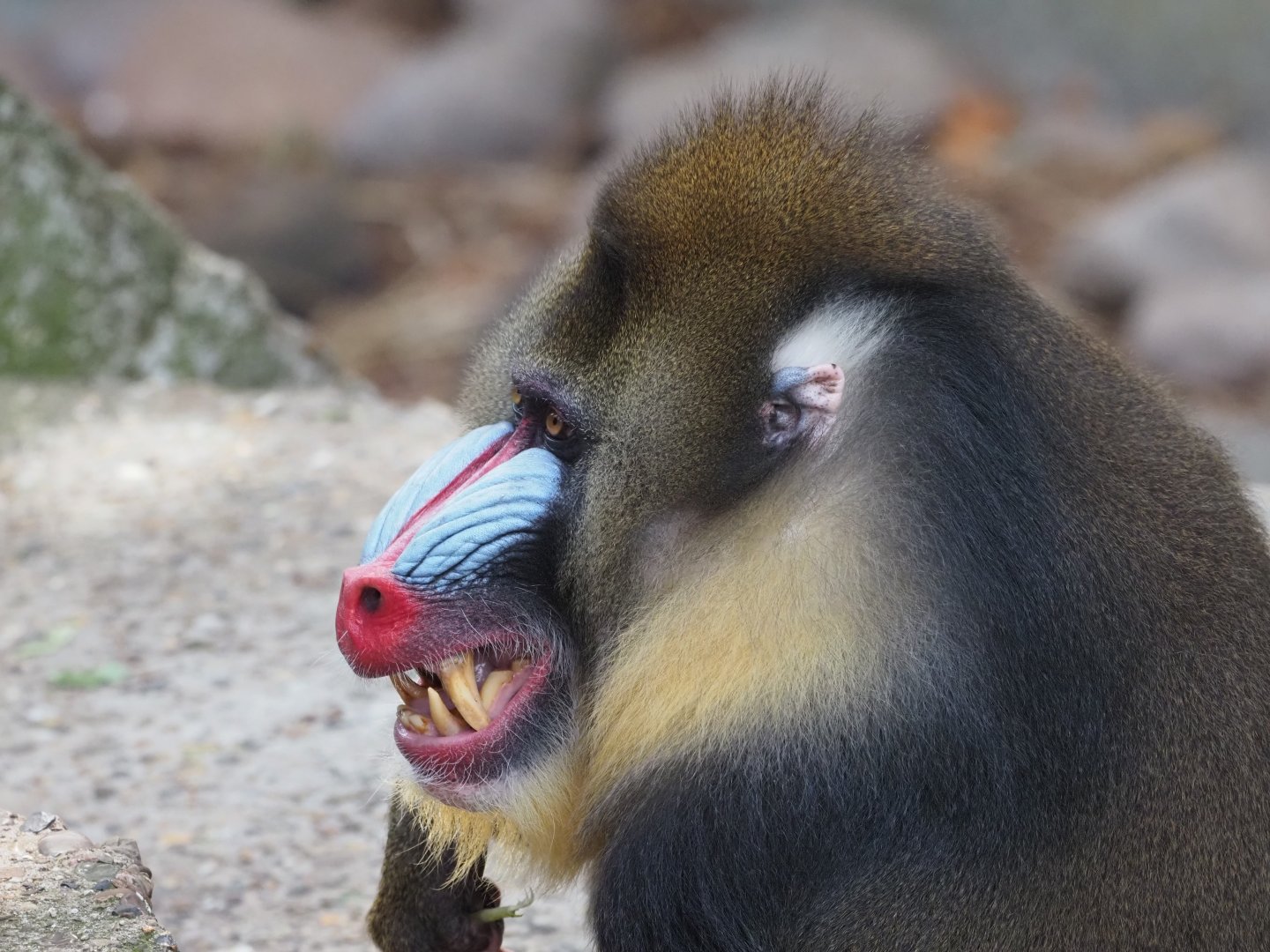 Mandrill 2