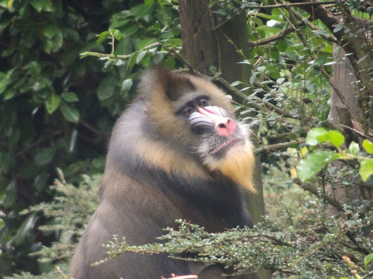 Mandrill  23 August 2025