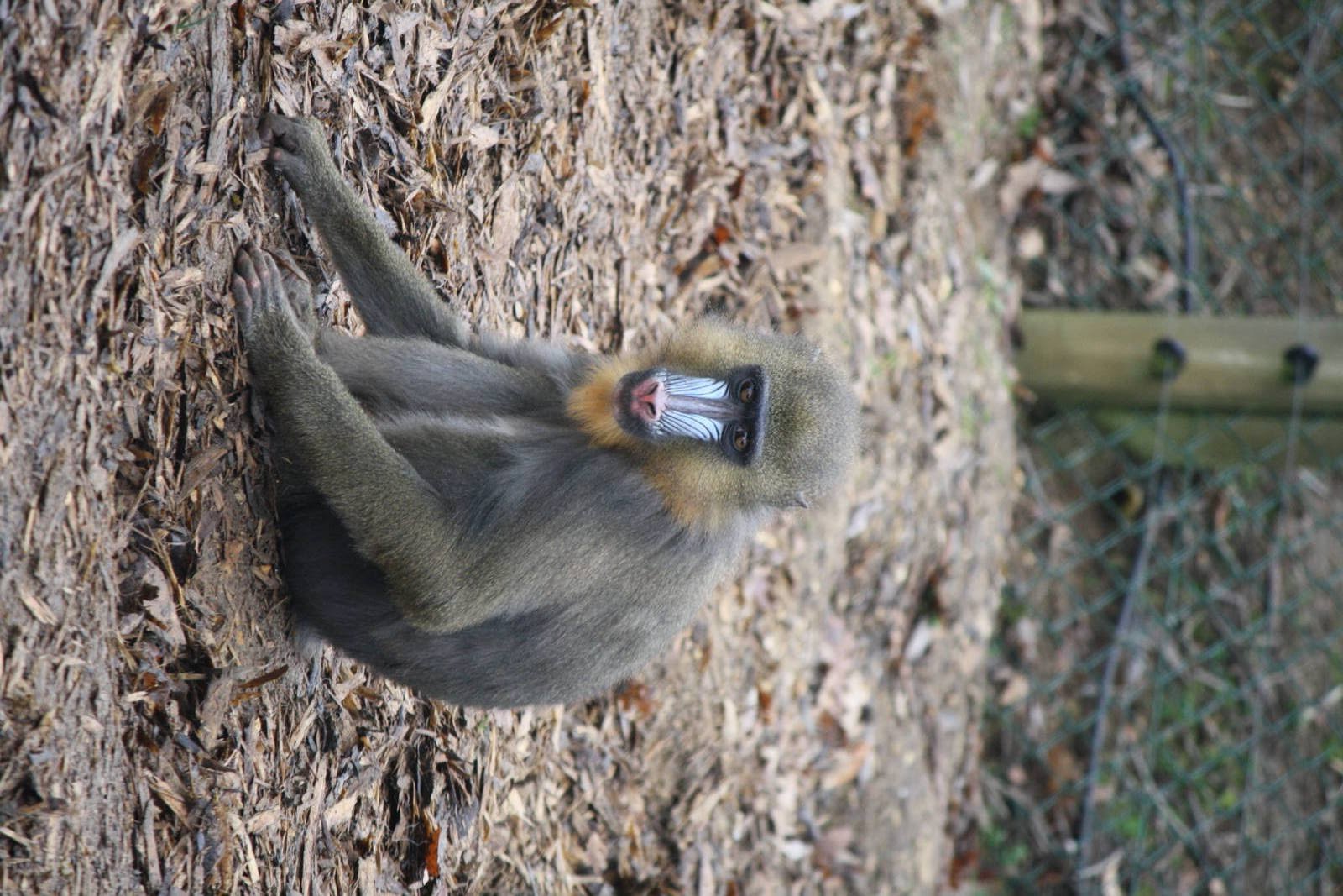 Mandrill 24 Jan 2010