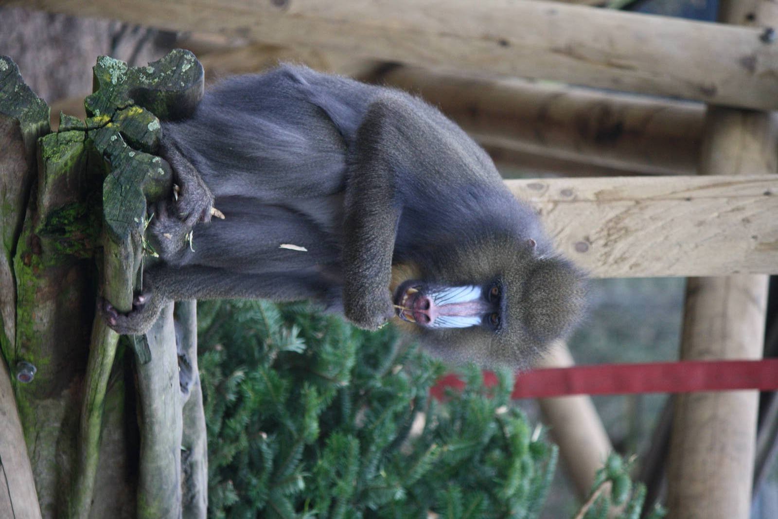 Mandrill 24 Jan 2010