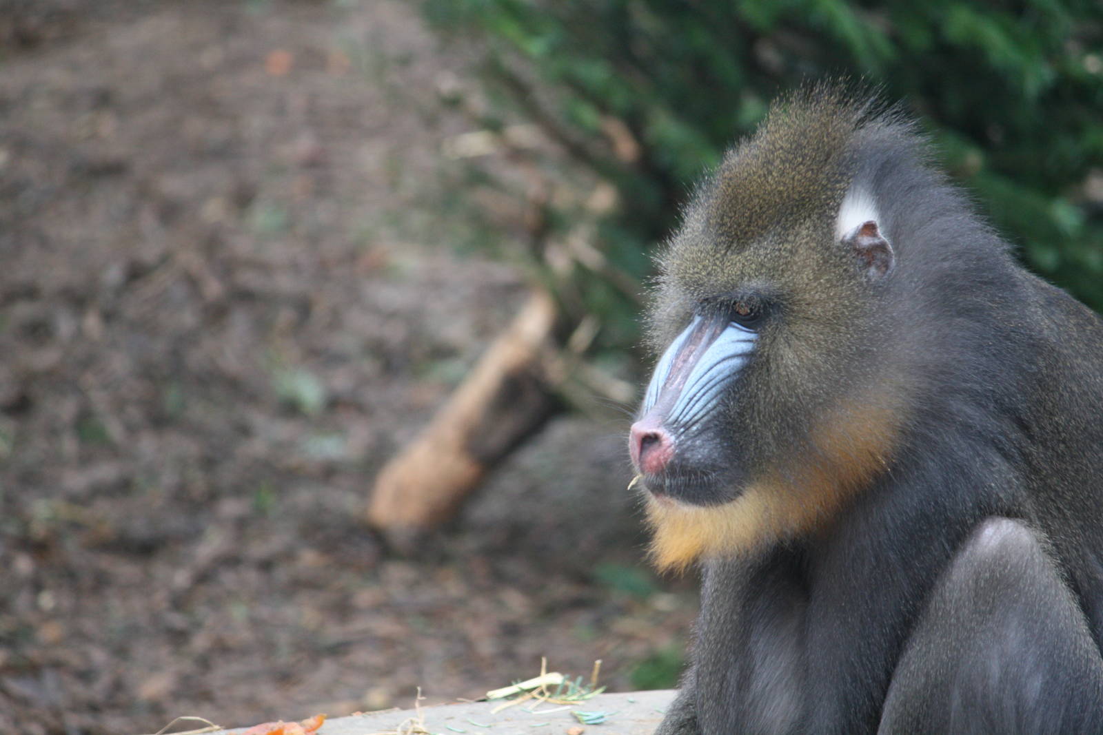 Mandrill 24 Jan 2010
