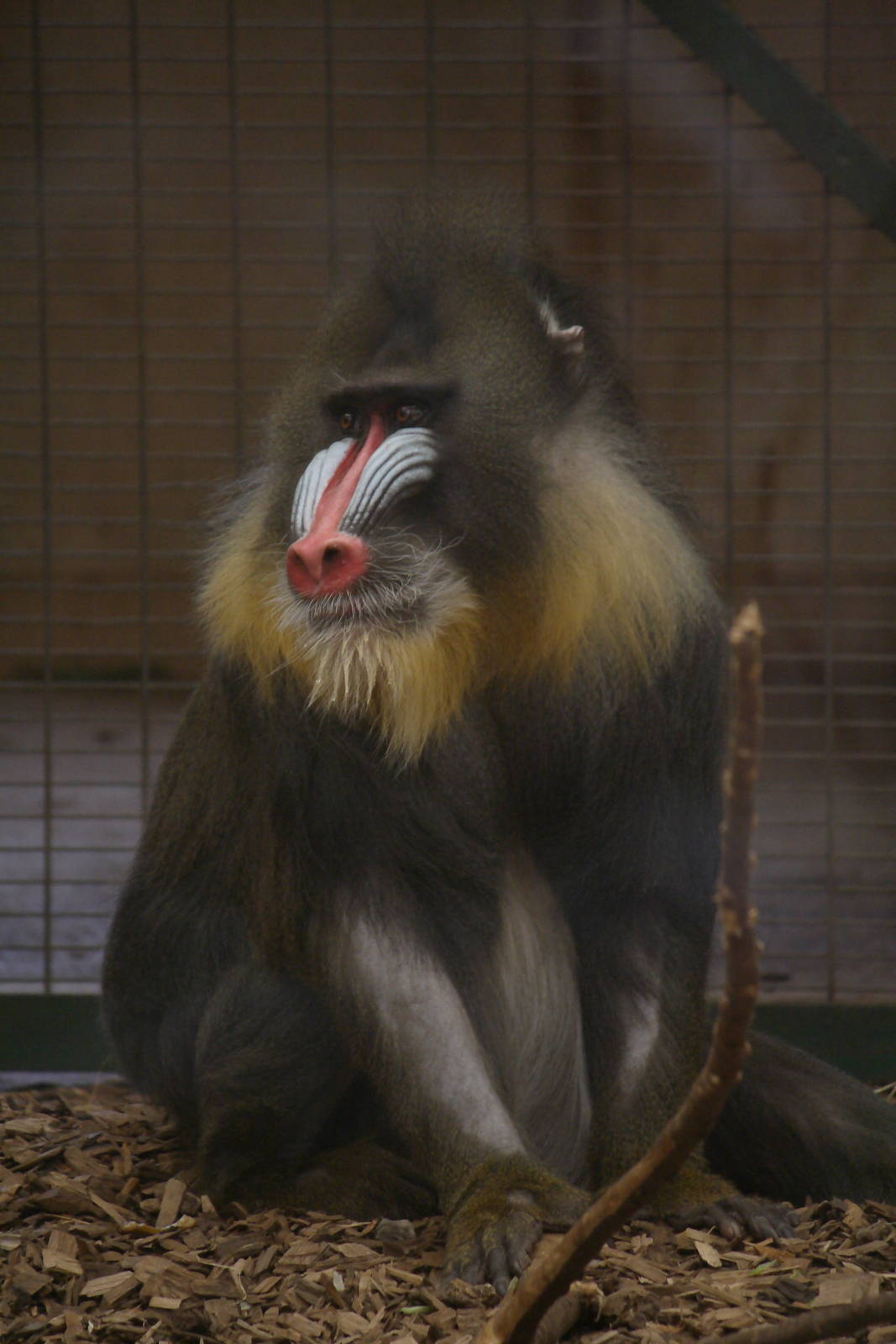 Mandrill, 28/11/11