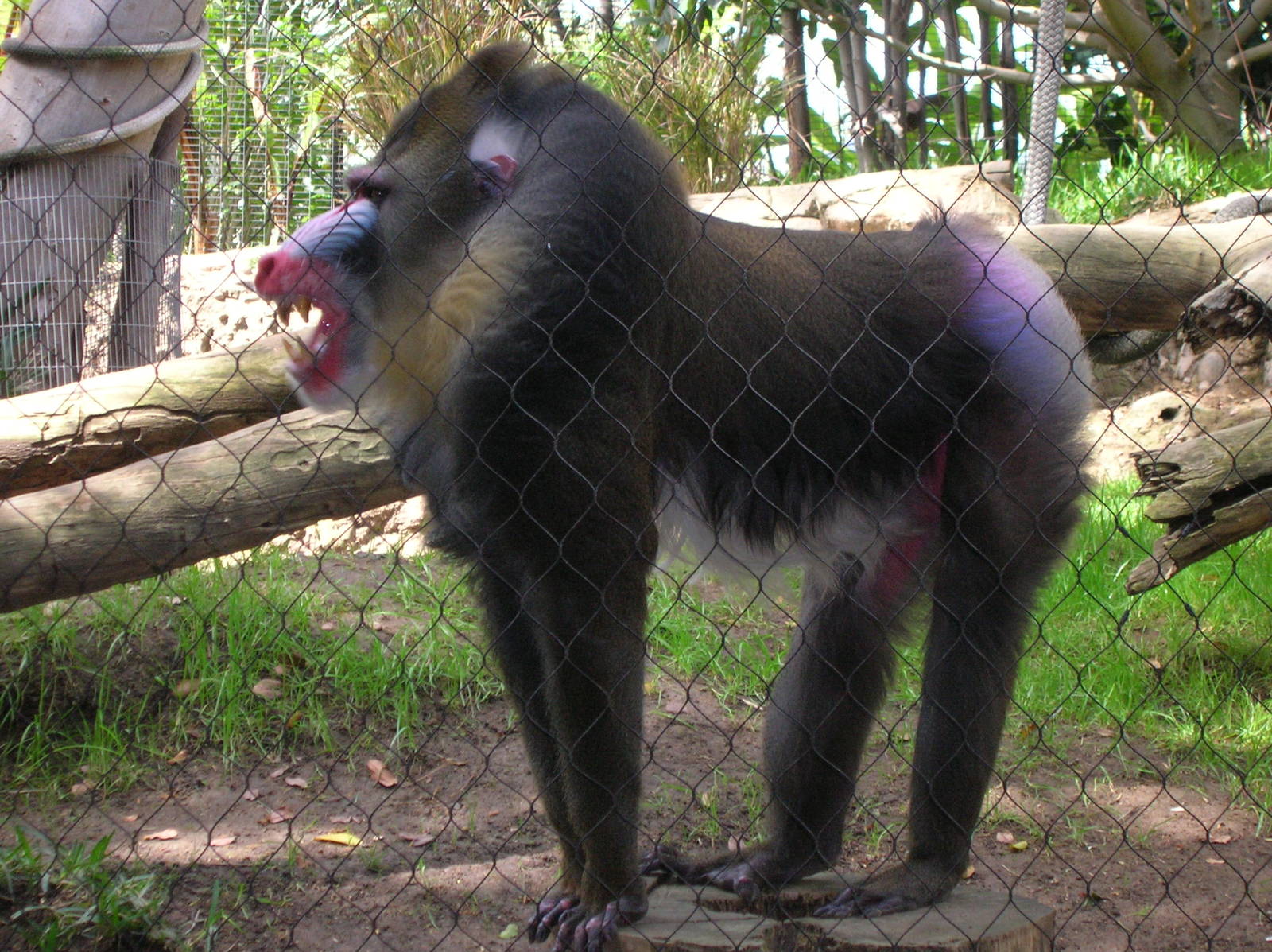 Mandrill 3-2-09