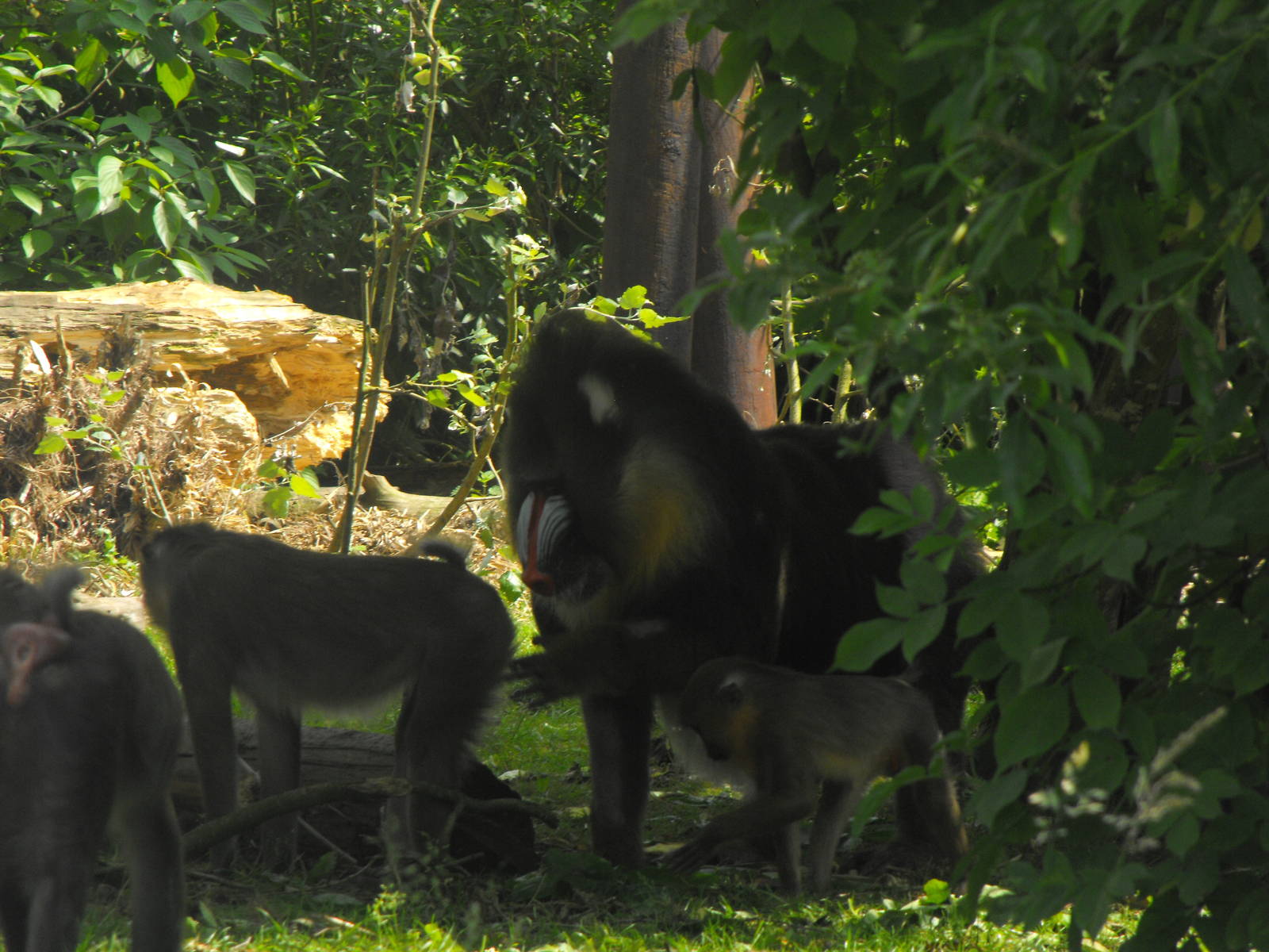 Mandrill 3