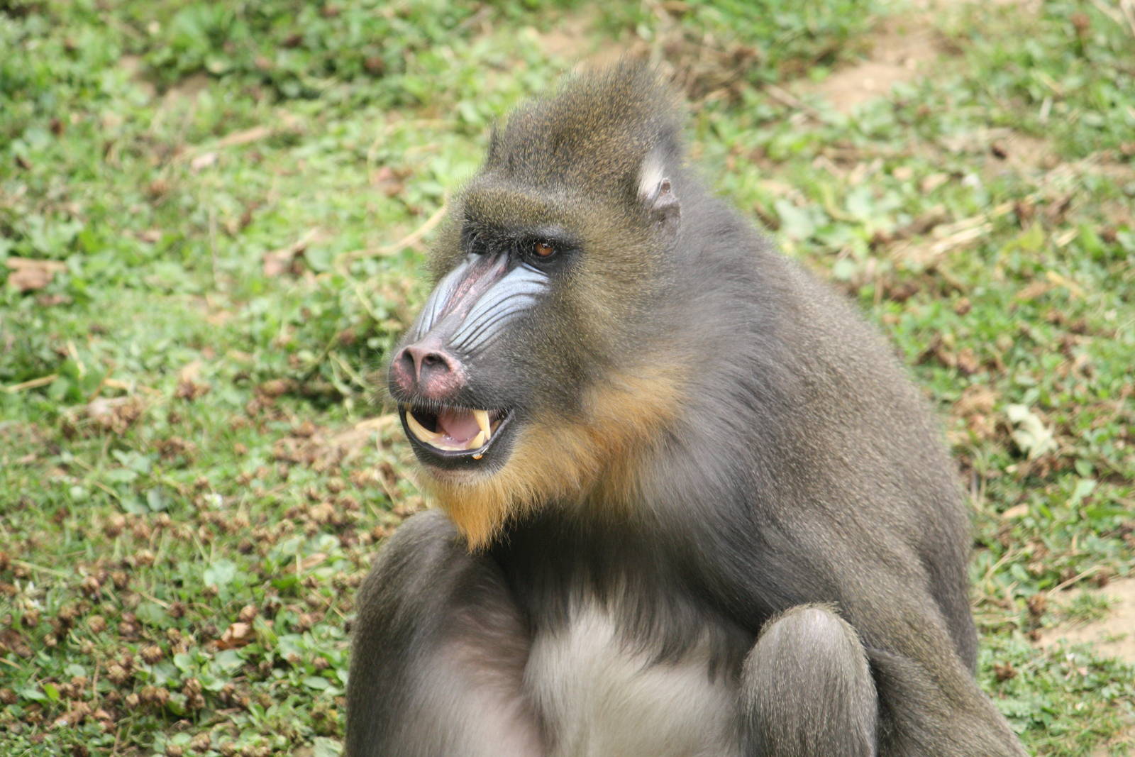 Mandrill - 30 July 2010