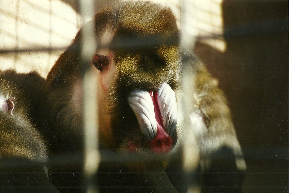 Mandrill 4th October 1995