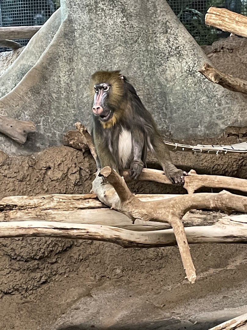 Mandrill (5/23/22)